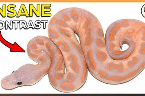 5 MORE of My Favorite DARK Ball Python Morphs - These Genes create insane Contrast!