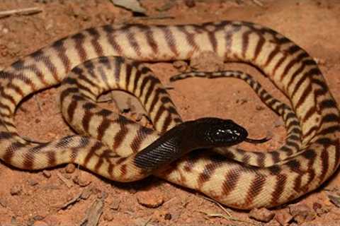 Insane Reptiles in Australia!