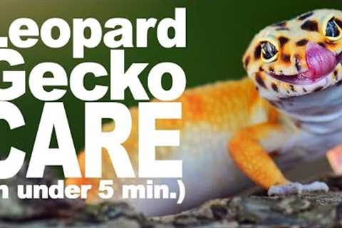 Complete Leopard Gecko Care Guide!
