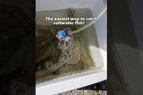 The EASIEST way to catch saltwater fish!🎣💥 #fishing #shorts