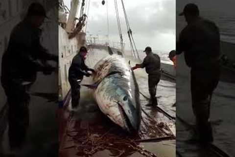 big tuna harvesting  #deepsea #seafood #pacific #ai #deepseafishing #fishing #pacificocean #tuna