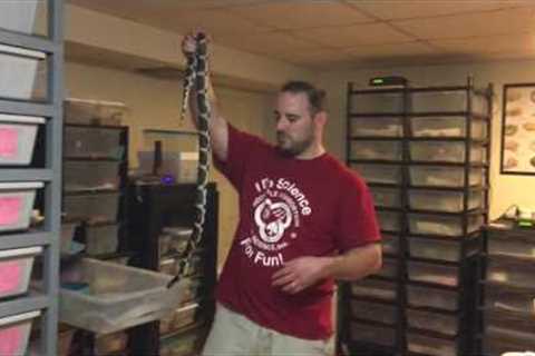 Eastern King snake hatchling