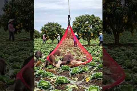 Modern drone captures wild boar damaging the farm!
