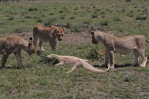lionesses attack monitor lizard kill it by hit paw lions video 