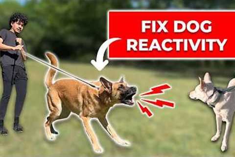 How to Fix REACTIVITY Towards Dogs (Stop Barking and Lunging)
