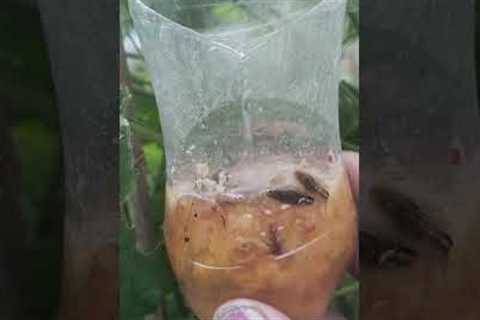 HOW TO MAKE AMPALAYA FERMENTED FRUIT JUICE l EFFECTIVE PESTS CONTROL (ORGANIC)