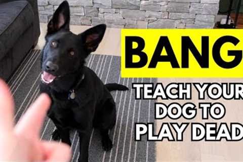 How to Teach Your Dog to Play Dead (Bang! dog trick)