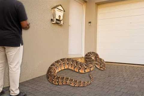 Deadly Snake At His Door