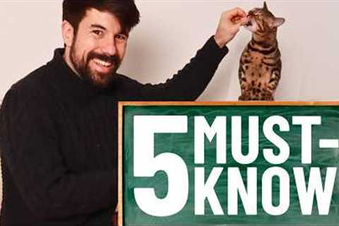 The 5 Tricks Every Cat Needs to Learn