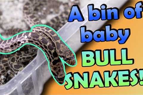 Our Zoo's Bullsnake Babies Hatched!