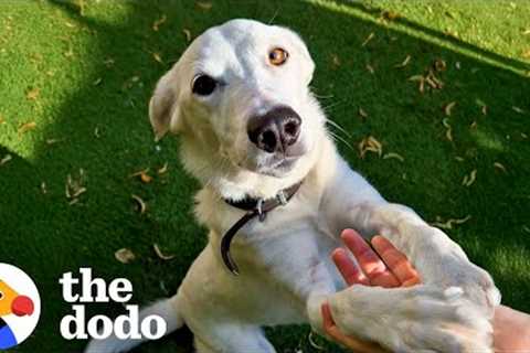 Family Teaches Sign Language To Their Rescue Dog | The Dodo