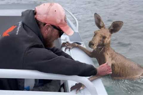 30 Animals That Had To Ask People To Be Saved !