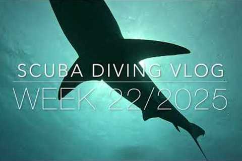 Scuba Diving St. Maarten Vlog - Week 22, 2025