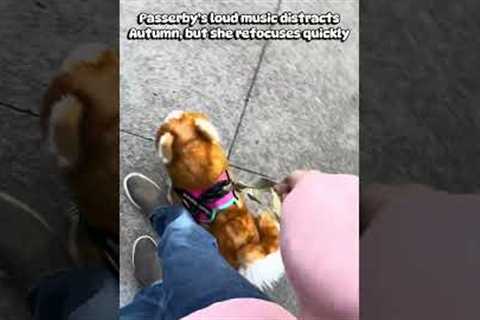 How Autumn handles DISTRACTIONS And PUBLIC! #essa #puppy #training #distraction #workingdog