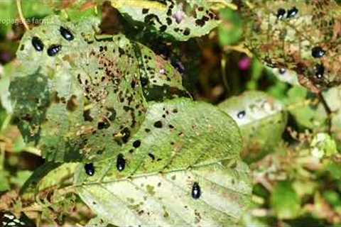 Powerful Homemade Organic Pesticide for Healthier Plants