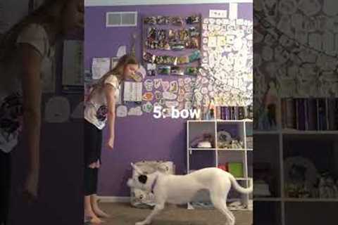 My dog’s top 5 tricks #dogs #cutedog #doglovers #dogtricks #dogtraining