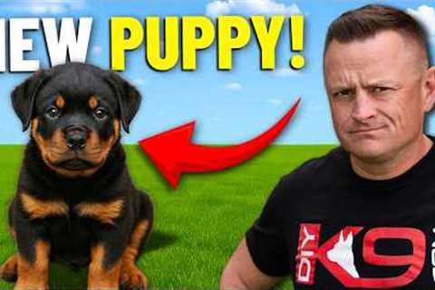 Secret ADVANTAGE Of Training Rottweiler!