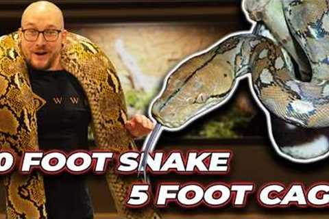 We Put a 20 Foot Snake in a 5 Foot Enclosure