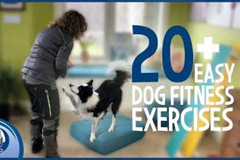 20 Exercises That Help Your Dog Live Longer: Start Today!