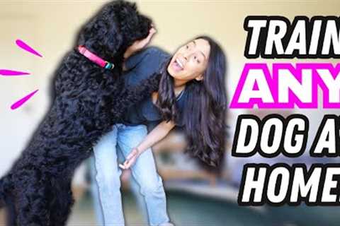 Ultimate Dog Training 🐶 STARTER GUIDE for Beginners!