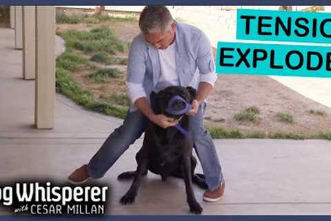 Rescued Mastiff Labrador Mix Becomes Increasingly Aggressive | Dog Whisperer With Cesar Millan