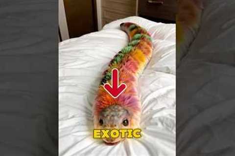 5 Exotic Pets You Can Legally Own🦊 #animals #shorts #pets