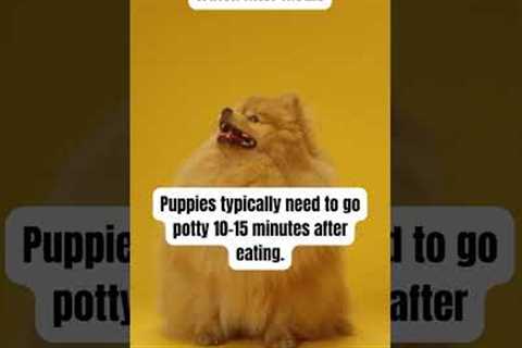 Potty training Tips  #puppy #assistancedogtraining #yourdog #dogtrainingfundamentals #doglover