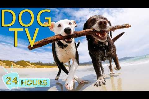 DOG TV: Best Videos to No Boredom for Dogs When Home Alone All Day - Collection Relax Music for Dogs