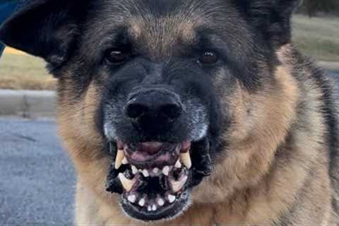 Helping A Reactive Dog Who Doesn’t Allow Visitors Over.