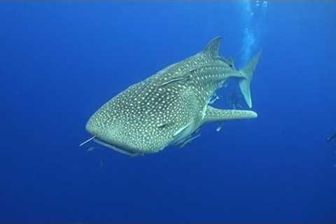 TOP 10 Things to see Scuba Diving in Koh Tao, Thailand