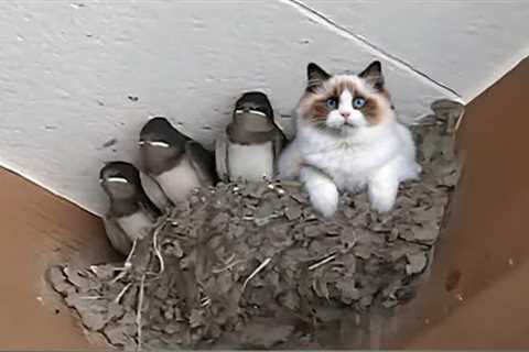 When Cats Become Best Friends in the World 😂 Funny Cats Video