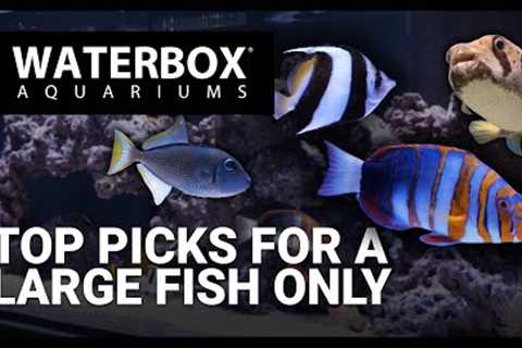 Top Fish for a Large Fish Only Saltwater Aquarium