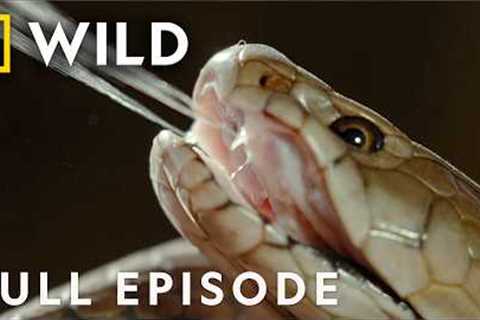 Africa's Most Dangerous Snakes (Full Episode) | World's Deadliest Snakes | Nat Geo Animals