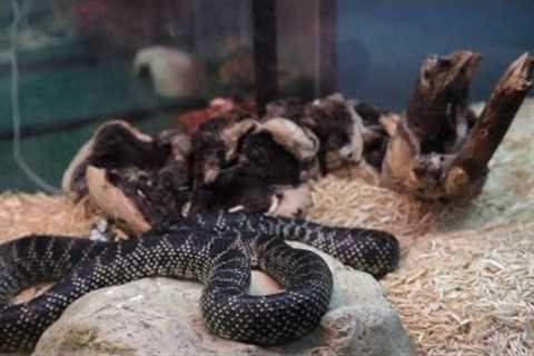Snake Supplies You Need | Pet Snakes
