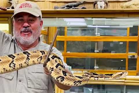 Unboxing 3 Venomous Snakes😳😅