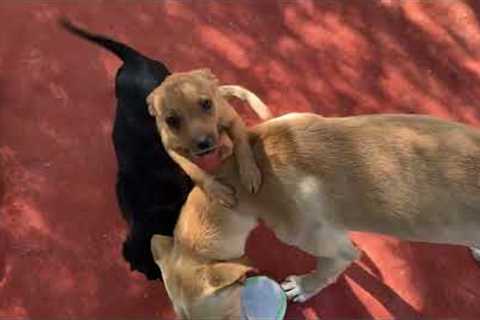All These Dogs Had Terrible Lives Before!  And Look at them Now - Takis Shelter