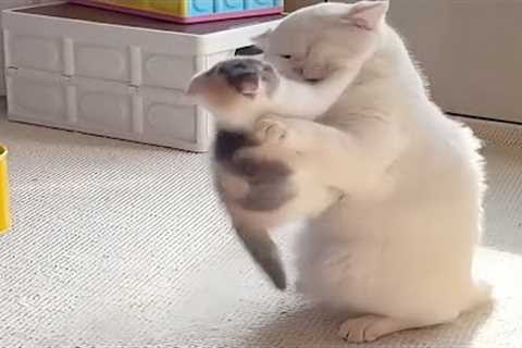Cats Being Silly