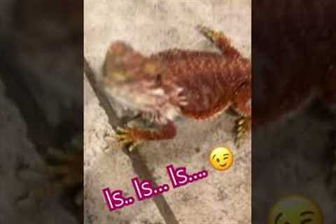 Ruby’s a girly girl! #funny #cute #comedy #shorts #fyp #exotic #pets #pet #animallover #animals #fun