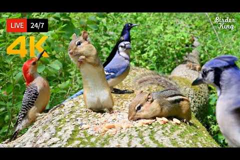 🔴 24/7 LIVE: Cat TV for Cats to Watch 😺 Naughty Birds Chipmunks and Squirrels 4K 🐦 Cat Games HDR