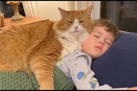 Cutest Cat &amp; Kid Bonding Moments 😻👶 | Funny Cat Videos Caught on Camera