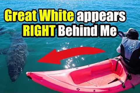 A Great White Shark Appeared Right Behind My Kayak