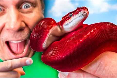 Hatching A Red Ball Python?