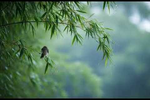 Relaxing🌿 music to sleep deeply and rest the mind, reduce stress.