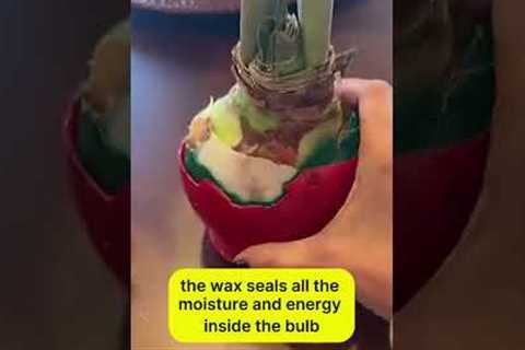 Best Lazy Gardening Hack for Christmas