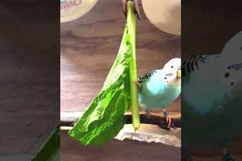 Happy Chirping Lovely Parakeet Budgie Birds, Nature Bird Songs, Reduce Stress #birds #pets #shorts