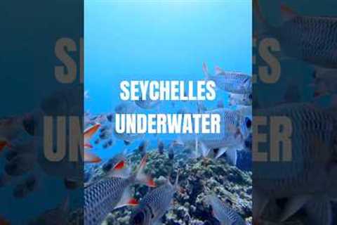 Best diving spots in Seychelles #seychelles #diving #scuba #scubadiving #travel #underwater