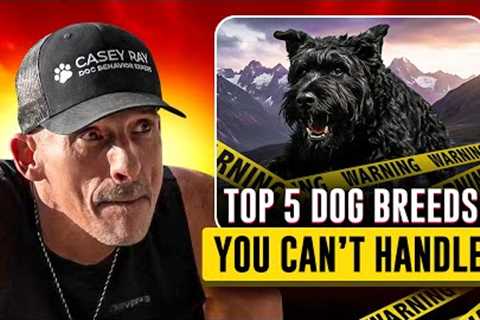 Top 5 Dog Breeds That Will Break You Before They Obey