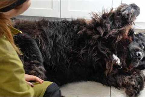 The Funniest Newfoundland Dog Groom You'll Ever See 😂