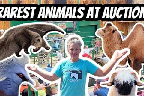 Behind-the-Scenes at the Exotic Animal Auction: Must-See!