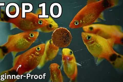 10 Easiest Fish to Keep in an Aquarium!